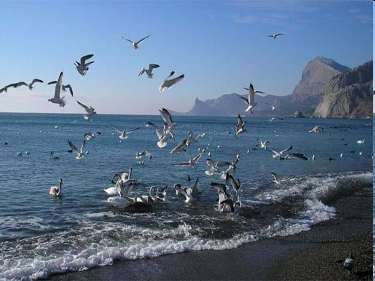 Горы море чайки Горы море чайки