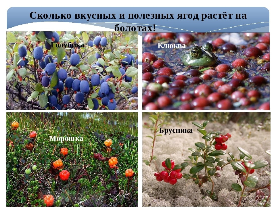 Бузина кистистая (красная, обыкновенная) Атлас × Растений