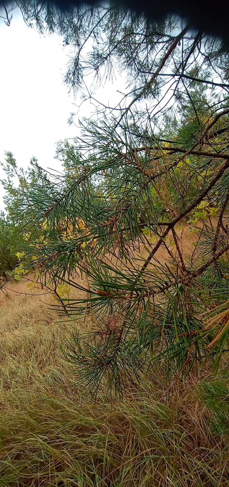 Екатерина Овчаренко | Балаково
