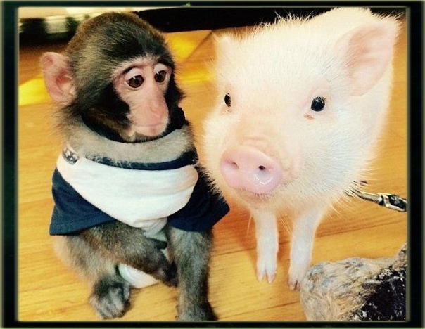 В Китае родились первые в мире гибриды свиней и...