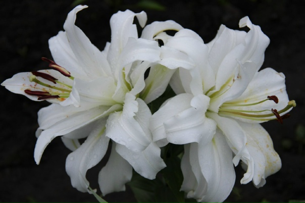 Луковицы Лилии МастерСад купить по выгодной цене в интернет-магазине OZON (16668