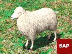 SAP_Sheep_Non_Animated_1