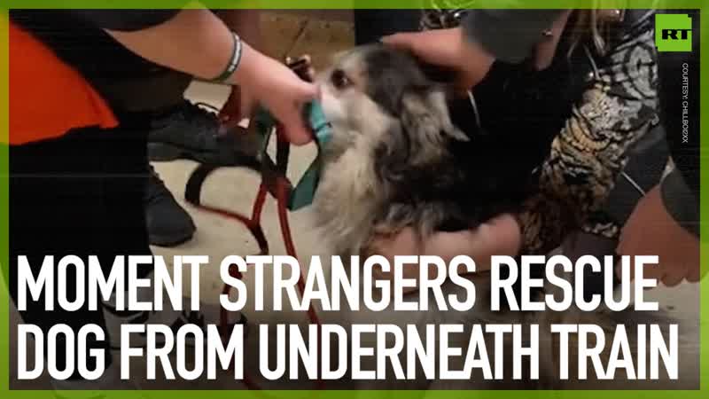 Strangers rescue dog from underneath
