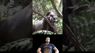 GORILA VS LEOPARDO [FRENTE A FRENTE - No que Resultou??] #shorts