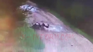 Мужчину загрызла заживо свора собак в Советском
