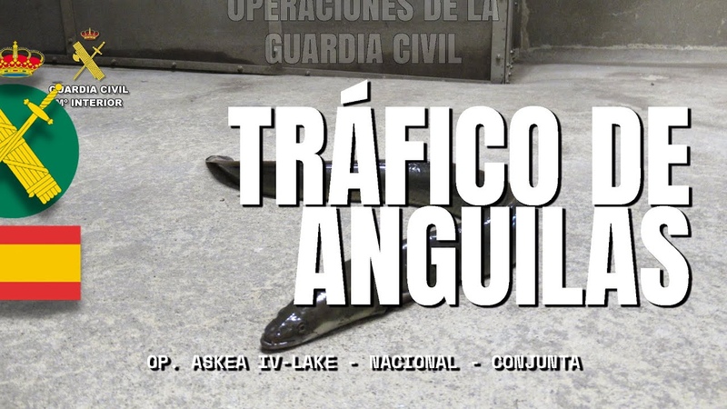 La Guardia Civil interviene 18 toneladas de anguila en la lucha contra el tráfico de la