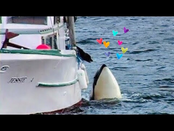 Luna the orca (killer whale) and dog interact Rare interspecies