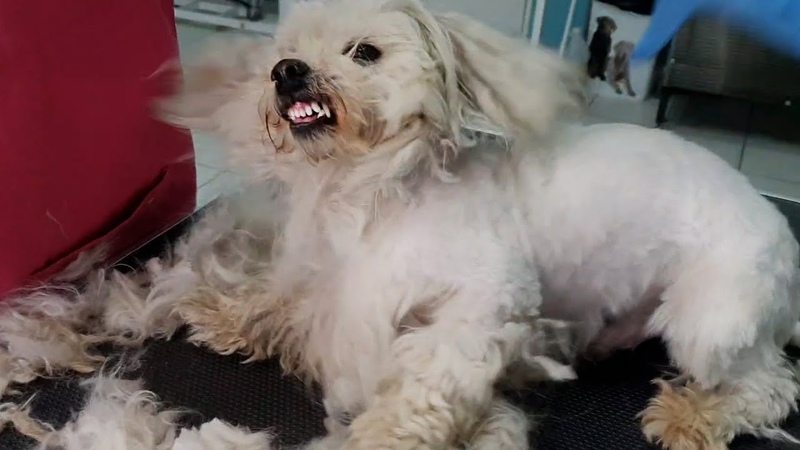 THE MOST AGGRESSIVE NEGLECTED Dog Ive EVER