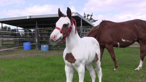 Coconut 2 week old Medicine Hat filly enjoying the green