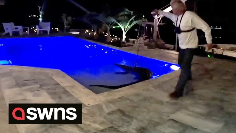 Stunned homeowner found a crocodile in his swimming pool,