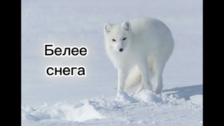 Белее снега || Христианская песня