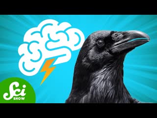 How Smart Are Crows Actually