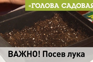 Голова садовая - ВАЖНО! Посев лука