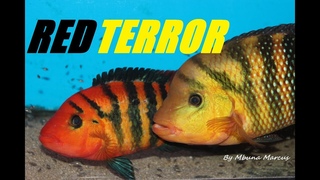 FESTAE CICHLID the NOTORIOUS RED TERROR (Mesoheros festae)