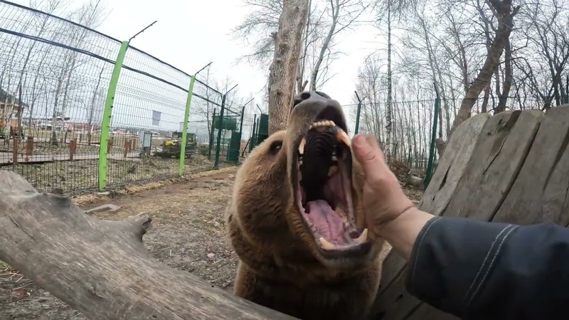 Spring is coming, the bear is