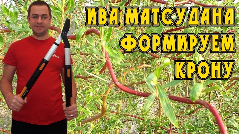 Ива Матсудана, Как обрезать Необычная обрезка, ива