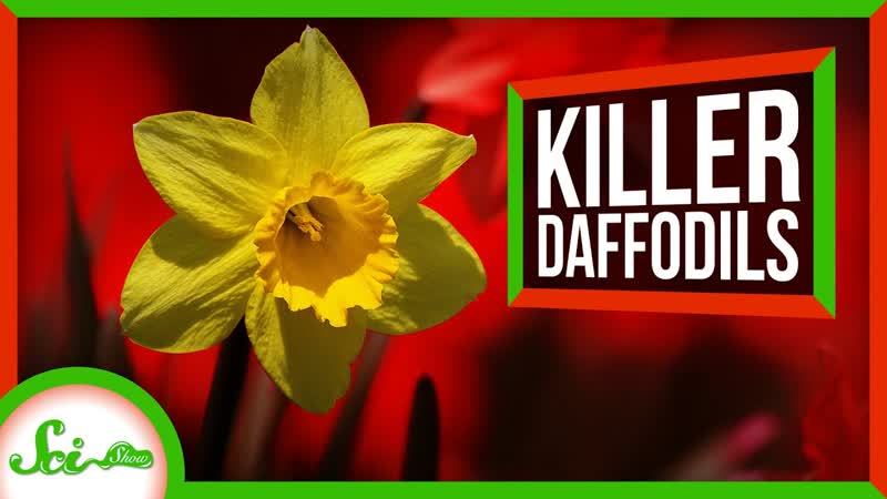 Good News: Daffodils Are The