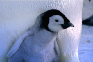 Baby Emperor Penguins Emerge from Their Shells | Nature on PBS